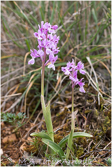 Orchis olbiensis 2