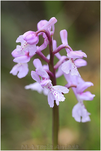Orchis olbiensis 1