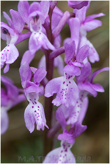 Orchis olbiensis 2