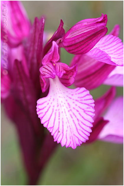 Orchis papilionacea 5
