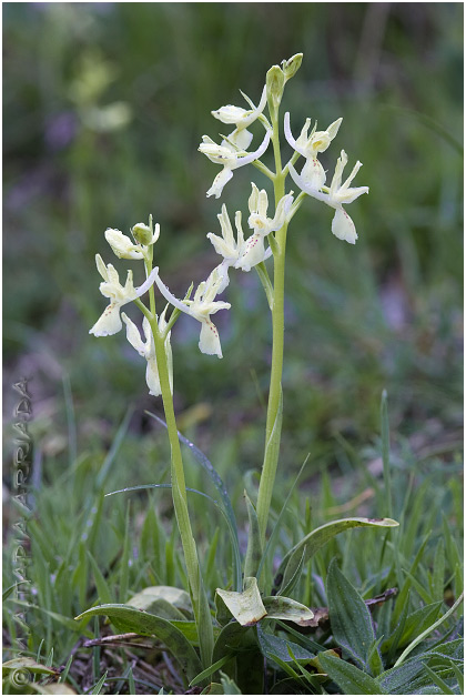 Orchis provincialis 1