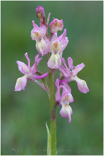 Orchis provincialis 4