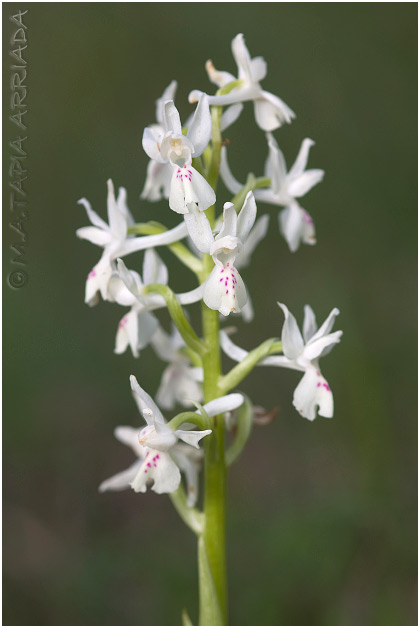 Orchis provincialis 5
