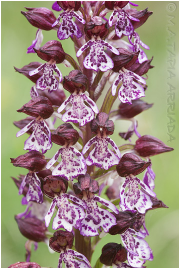 Orchis purpurea 4