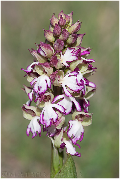 Orchis purpurea 5