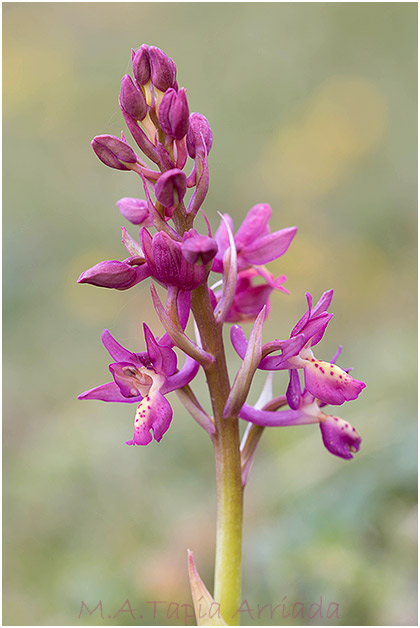 Orchis x penzigiana 1