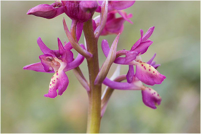 Orchis x penzigiana 5