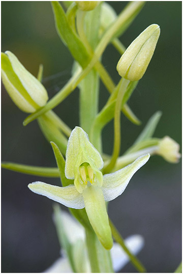 Platanthera bifolia 3