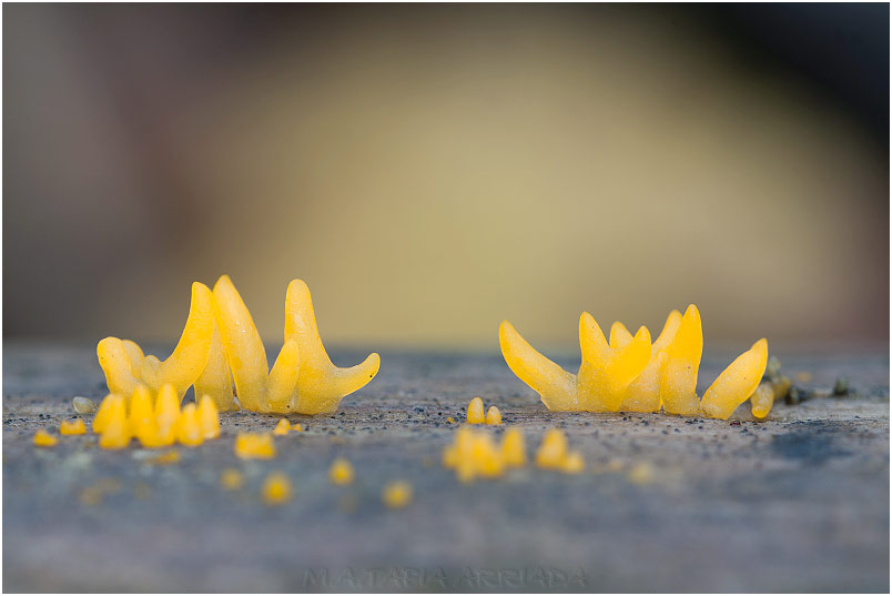 Calocera cornea photo 1