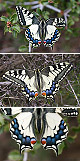 Papilio machaon Artxibo
