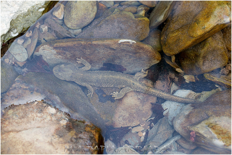 Euproctus asper photo 2