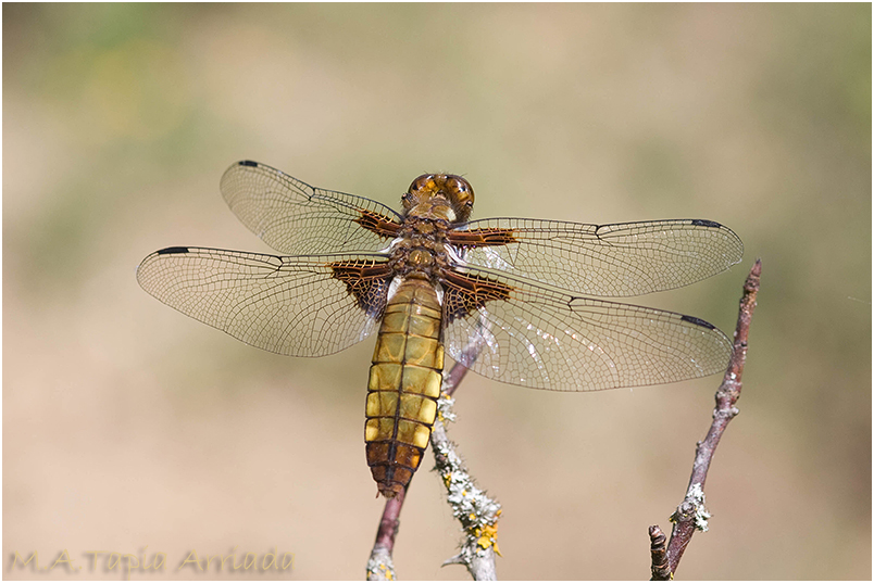 Libellula depressa photo 2