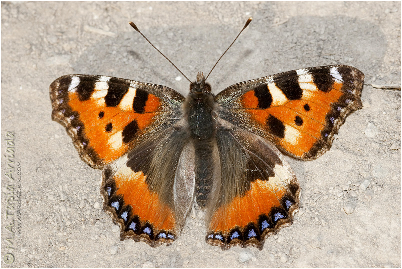 Aglais urticae photo 1