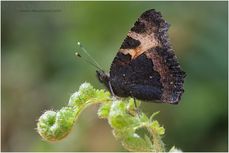 Aglais%20urticae photo 2