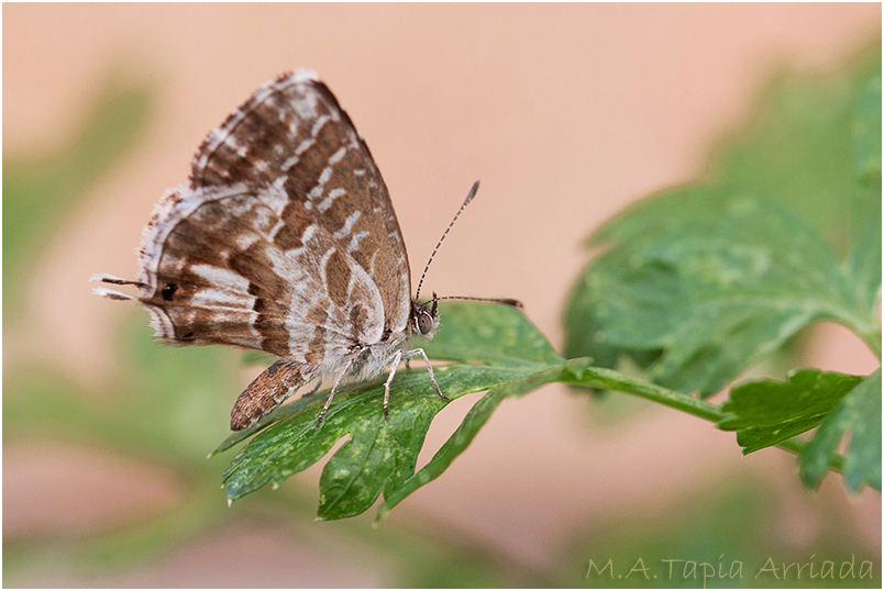 Cacyreus marshalli photo 2