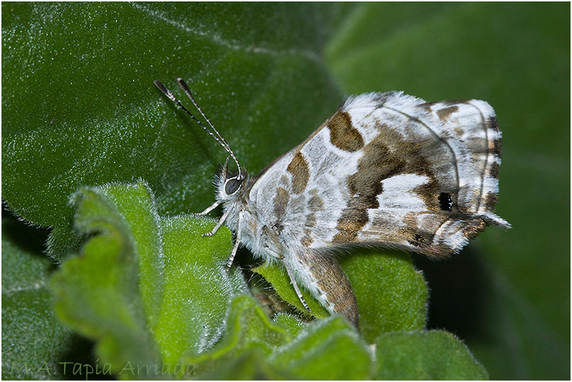 Cacyreus marshalli photo 3