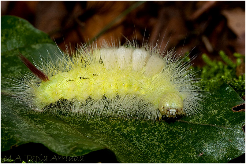 Calliteara pudibunda photo 1