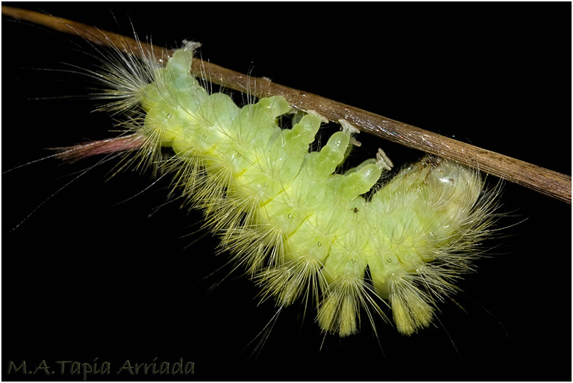 Calliteara pudibunda photo 2