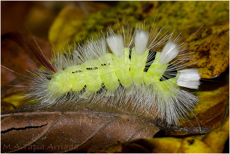 Calliteara pudibunda photo 3