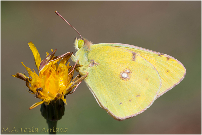 Colias crocea photo 1