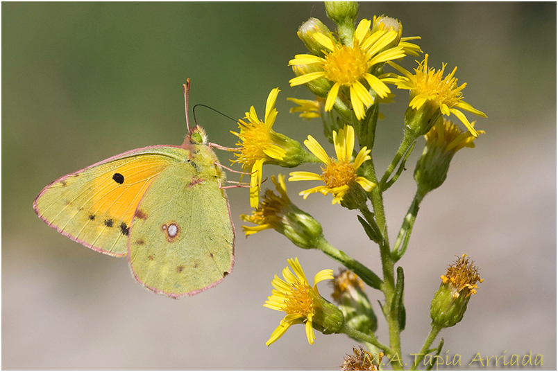 Colias crocea photo 2