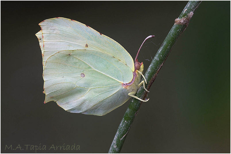 Gonepteryx cleopatra photo 2