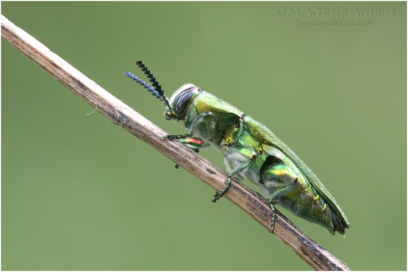 Anthaxia hungarica 3