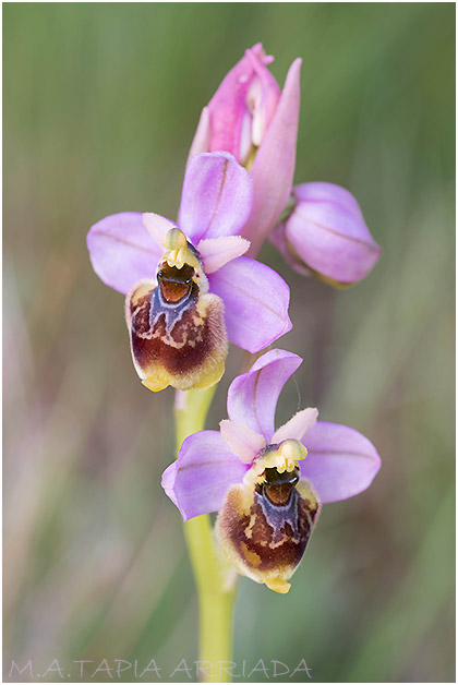 Ophrys ficalhoana x Ophrys riojana 3