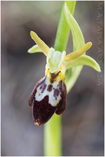 Ophrys lupercalis x Ophrys passionis 4