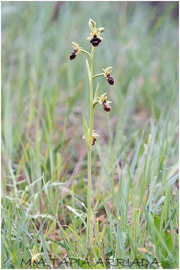 Ophrys speculum x Ophrys sphegodes 4