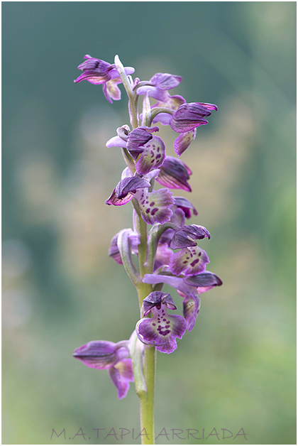 Orchis x pauliana 2