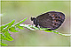 Erebia euryale 1
