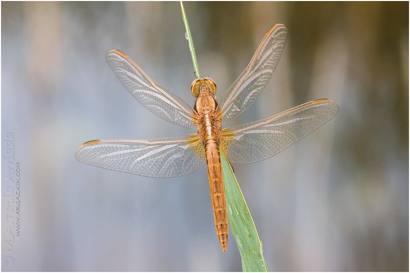 Crocothemis erythraea photo 2