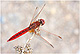 Crocothemis erythraea Pic 1
