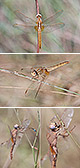 Crocothemis erythraea Artxibo