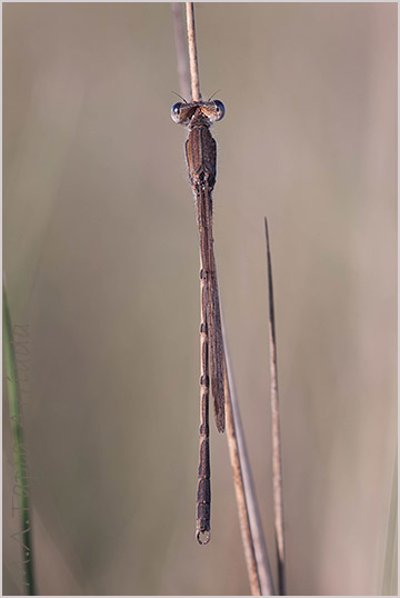 Sympecma fusca photo 2