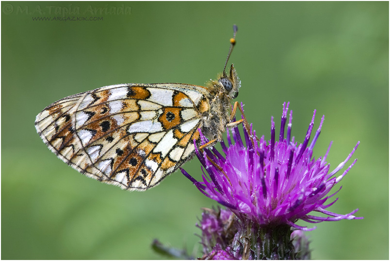 Boloria selene