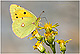Colias crocea 1