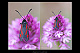 Zygaena nevadensis 1