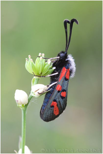 Zygaena rhadamanthus photo