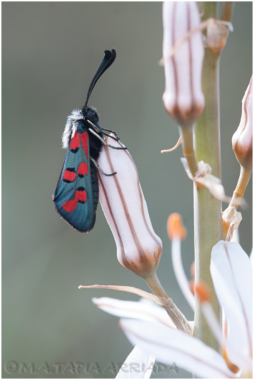 Zygaena rhadamanthus photo
