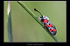 Zygaena rhadamanthus 2